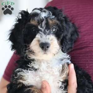 Liam, Mini Bernedoodle Puppy